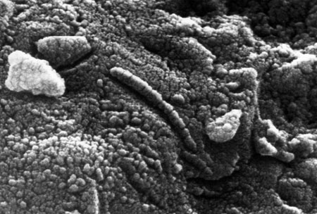Microbe-like structure in ALH84001
