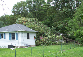 Fallen Tree associated with Hurricane Irene, August 28, 2011.