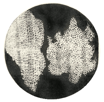 Image of cork cells from Robert Hooke's Micrographia