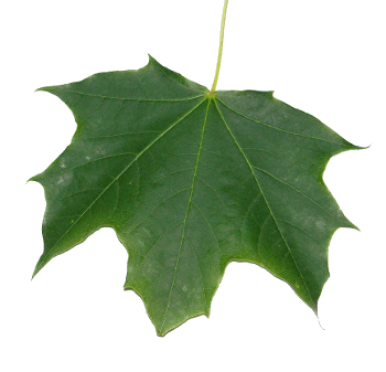 Norway Maple Leaf