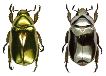 The beetles, Chrysina aurigans (gold) and the Chrysina limbata (silver).
