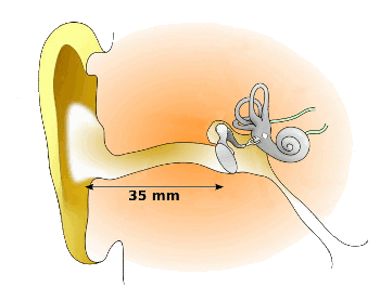 Human ear