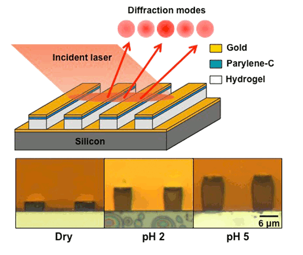 Purdue hydrogel sensor operation and cross-section under different pH conditions.