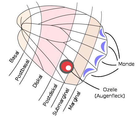 German nomenclature for the features of the backside of a butterfly wing