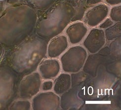 Lignin-walled cells of the cucumber tendril core fiber
