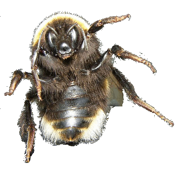 Ventral view of a bumblebee, Bombus terrestris.