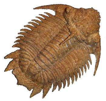Fossil of a Trilobite Hoplolichoides