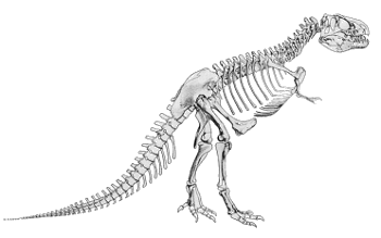 Tyrannosaurus fossil