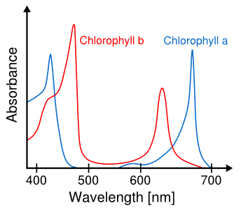 Spectra of chlorophyll a and b.
