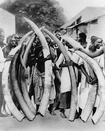 Ivory trade, circa 1900
