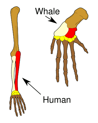 Homology of human and cetacean limbs.