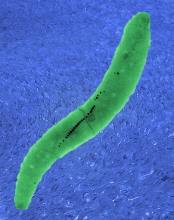Magnetic bacterium Magnetospirillum gryphiswaldense (MSR-1)