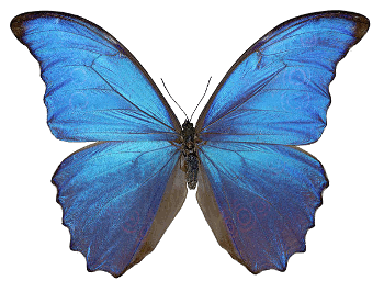 Dorsal view of a male Morpho didius butterfly