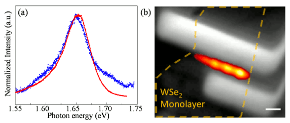 Tungsten diselenide photo- and electroluminescence.