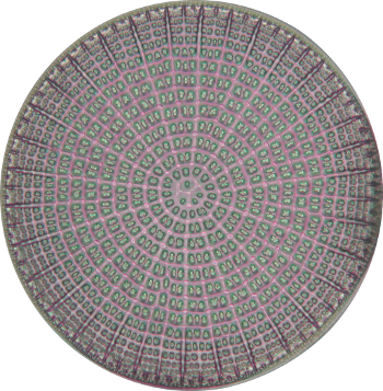 Circular diatom