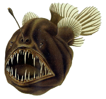 Humpback anglerfish (Melanocetus johnsonii)