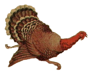 Thanksgiving turkey