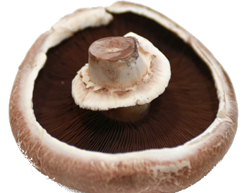 A Portobello mushroom (Lisa Redfern)