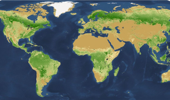 Global tree density