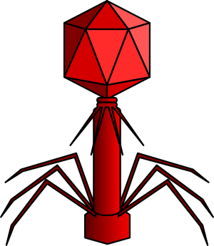 Structure of Myoviridae viruses