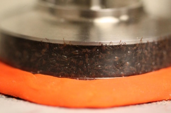 Photo of ants in a rheometer