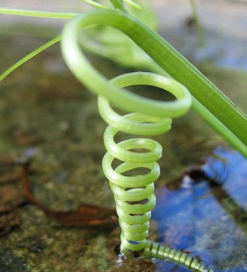 Helical tendril of a climber plant (Dirk van der Made)