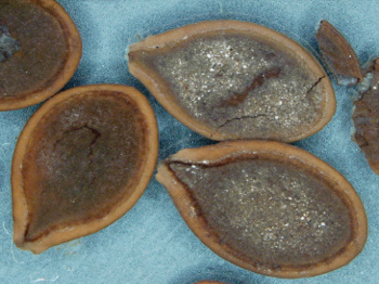 Squash seeds in mastadon coprolite