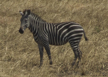 A zebra grazing on a grassy plain (Tim Caro/UC Davis)