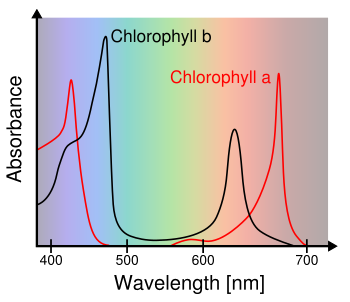 Chlorophyll a and Chlorophyll b absorbance spectrum