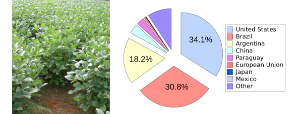 Soybean plant and estimated 2016 production.