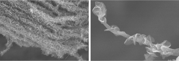 nanoscale carbon electrode branch-and-leaves detail