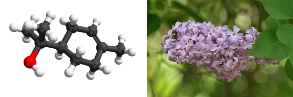 Alpha-terpineol and a lilac flower