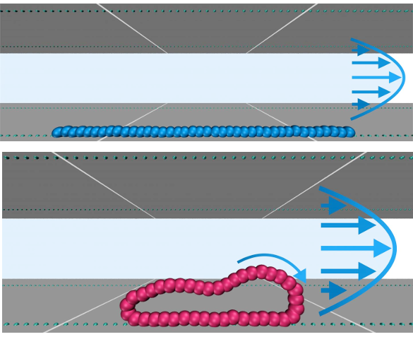 Polymer linear chain and ring flowing in a microchannel