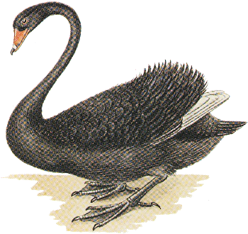 A black swan, Cygnus atratus