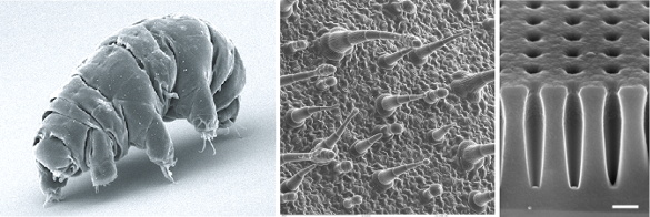 Example SEM images of animals, vegetables and minerals