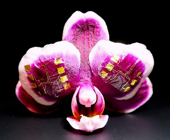 Ionic channel transistor conforming to an orchid petal