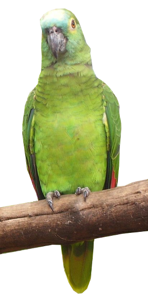  Blue-fronted Parrot (Amazona aestiva) by Mateus Hidalgo
