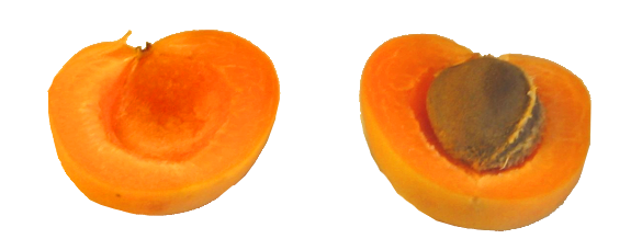 Apricot halves