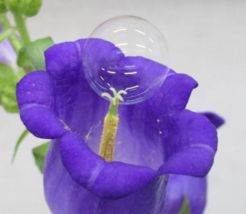 A chemically functionalized soap bubble pollinating a campanula flower (Campanula persicifolia).