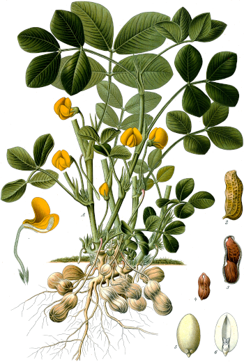 Arachis hypogaea (the peanut)