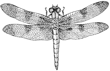Dragonfly, from archives of Pearson Scott Foresman