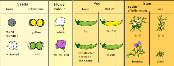 Characteristics of pea plants used in Gregor Mendel's inheritance experiments
