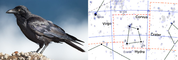 Corvus, bird and constellation