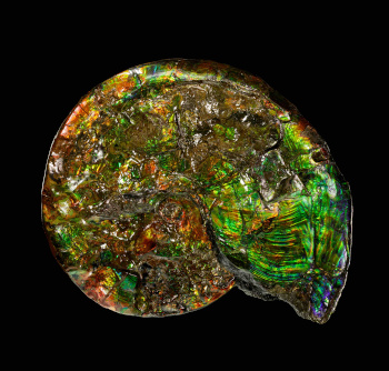 An opalized fossil specimen of an ammonite