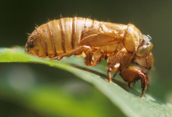 A nymph of the 17-year cicada